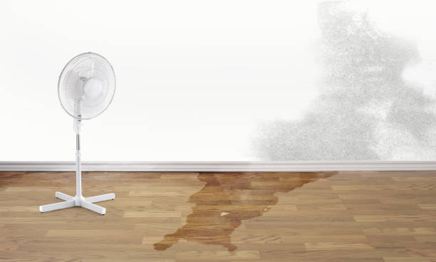 Best Professional water damage repair  in University Center, VA